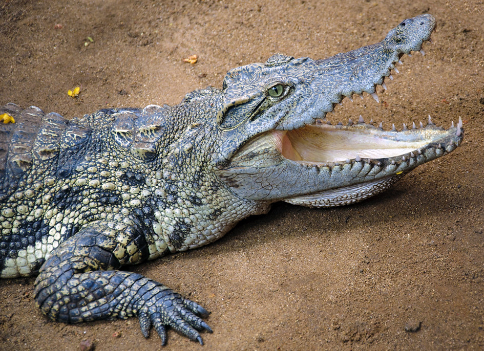 Los ancestros de los cocodrilos habrían caminado sobre dos patas