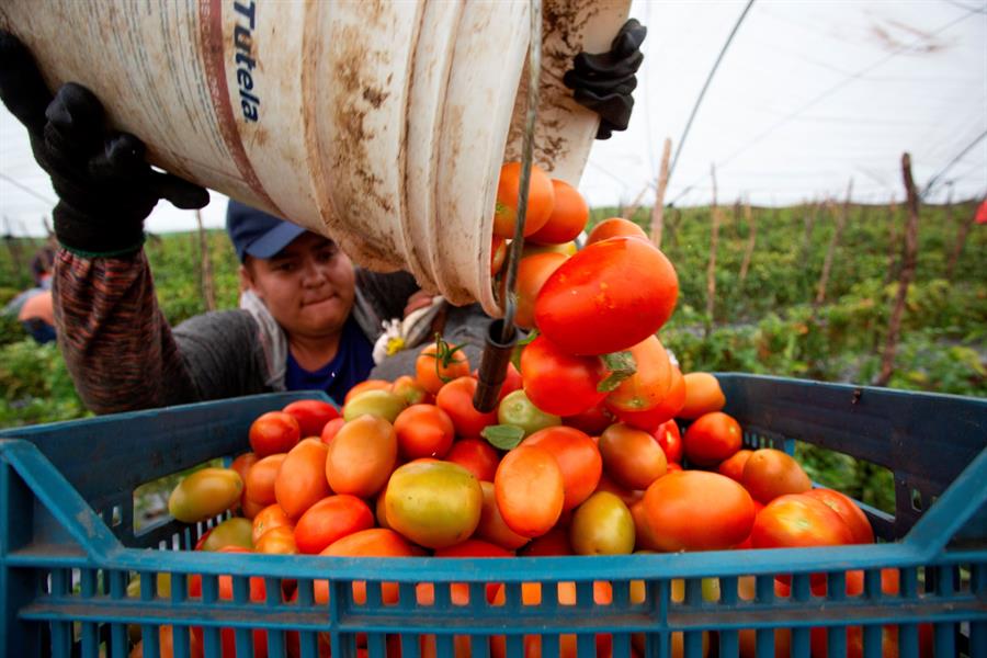 Mutaciones secretas en el tomate podría ayudar a crear nuevas variedades