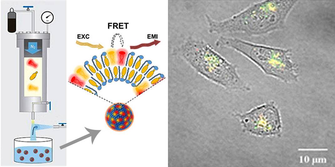 Nuevas nanopartículas fluorescentes para ver el interior celular