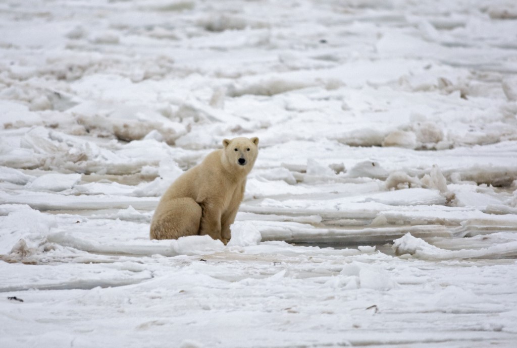 El calentamiento global podría llevar a la extinción de los osos polares antes de 2100