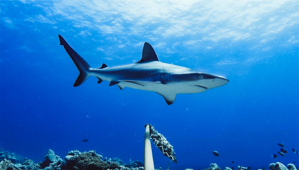 Más de 15.000 horas de grabación y una conclusión: hay menos tiburones