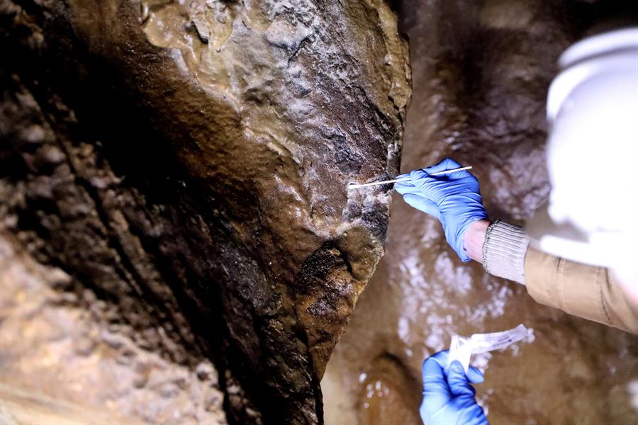 Descubren una bacteria que se alimenta de manganeso