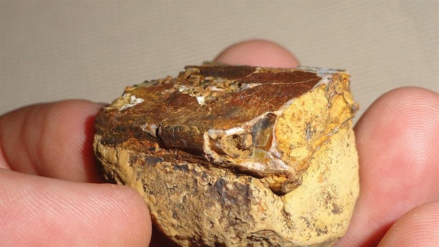 Descubren en Colombia fósiles de un reptil volador de hace 135 millones de años