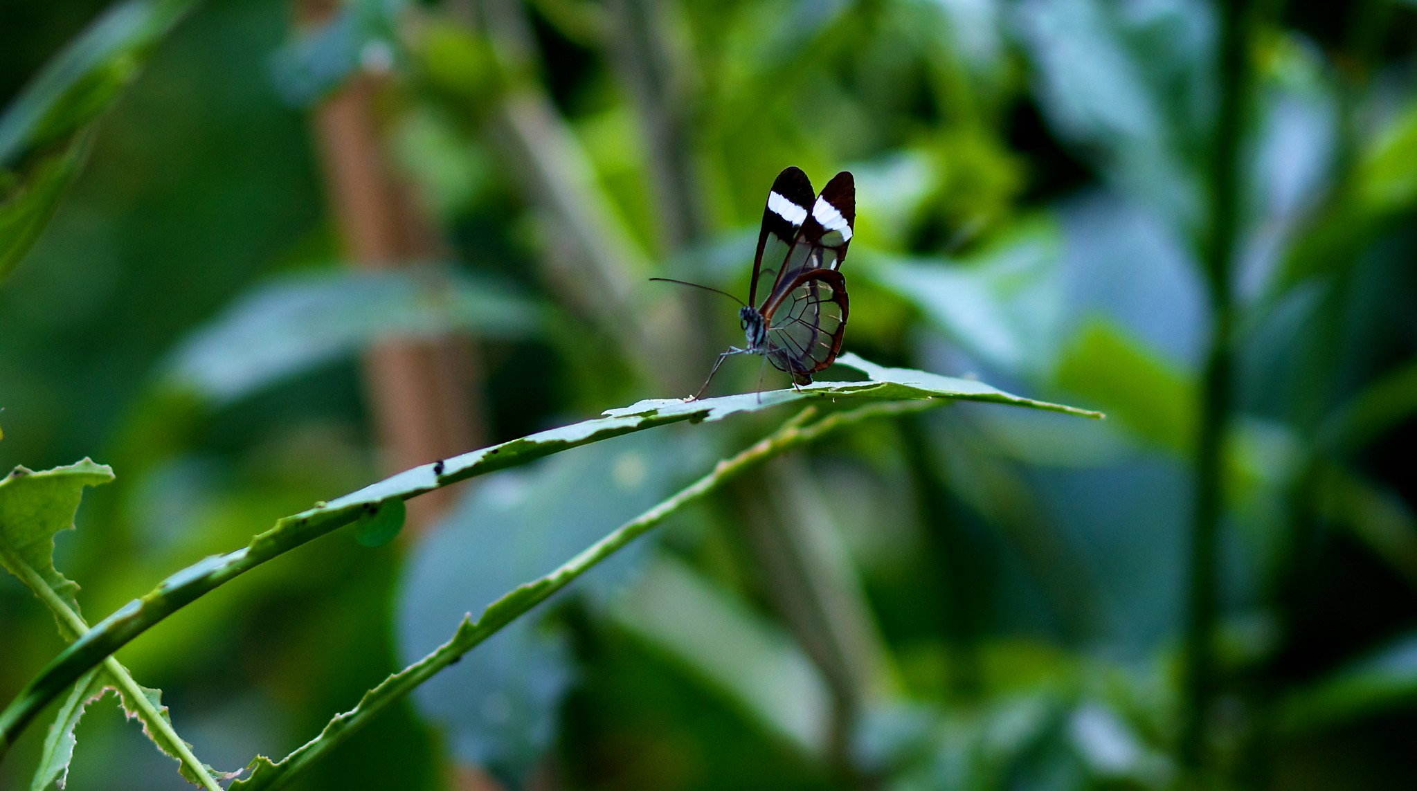  Criadero de mariposas de exportación para el mundo