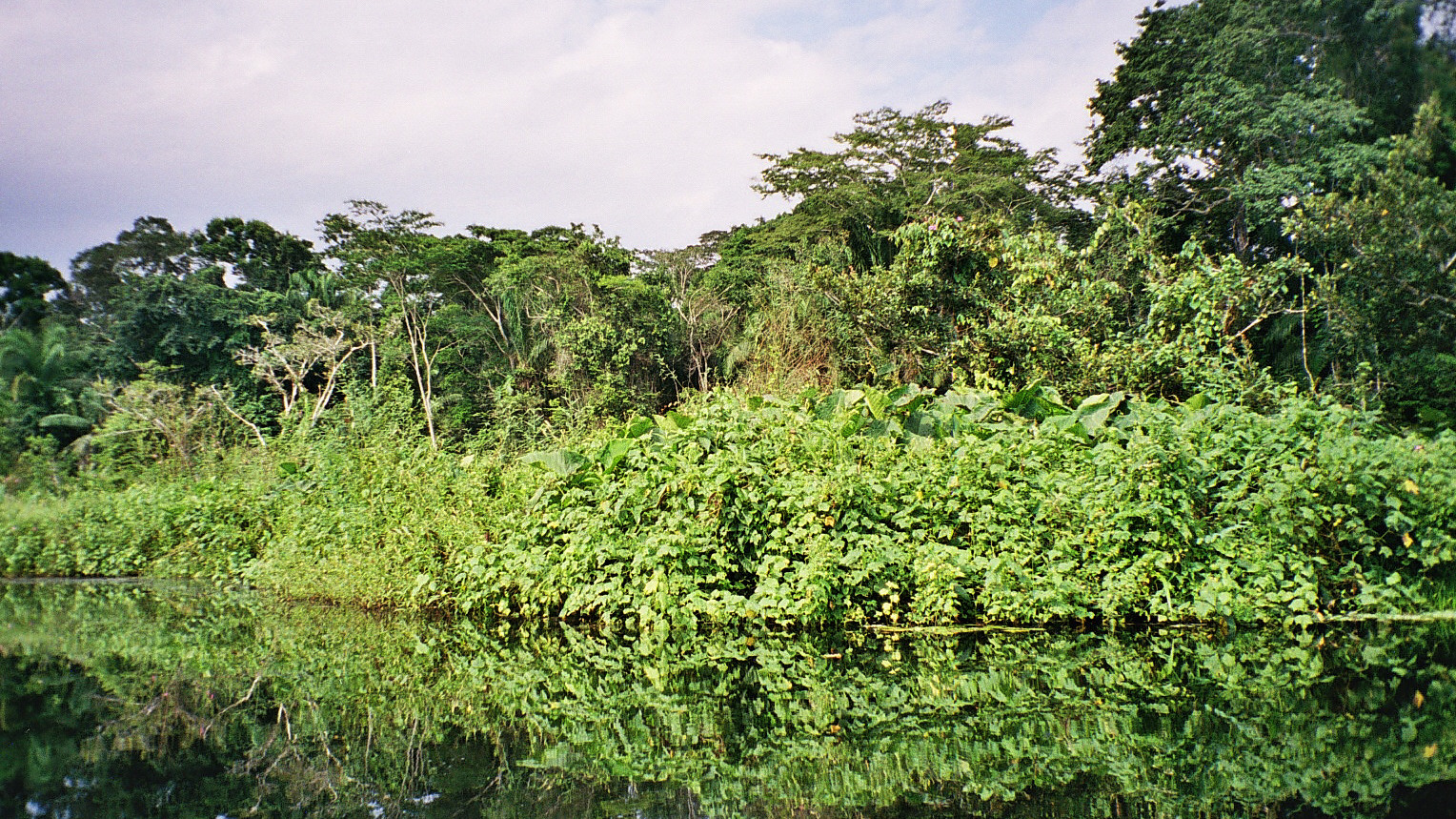 El 2019 fue un año con saldo rojo para la deforestación del Amazonas 