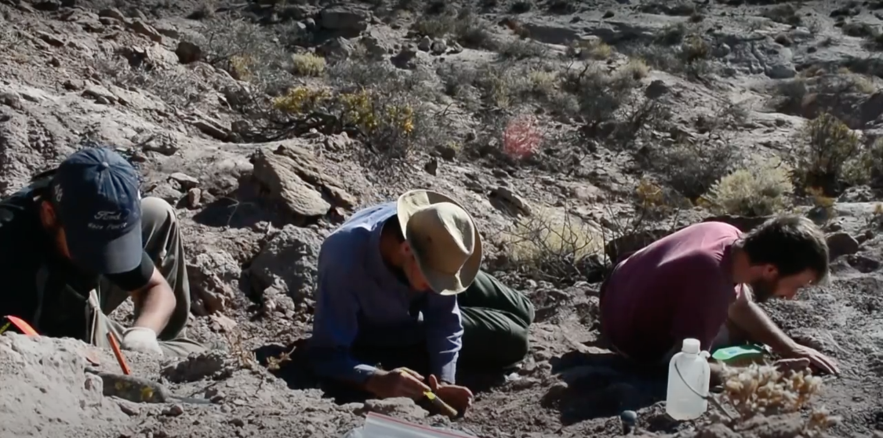 Identifican una nueva especie de dinosaurio con características propias de las aves