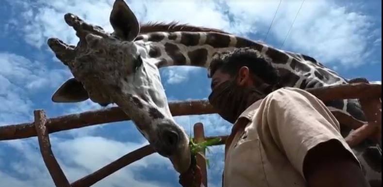 Animales de zoológico hondureño sobreviven con donaciones durante pandemia