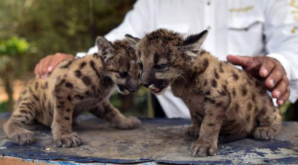 Pandemia y Cuarentena, así bautizaron a dos pumas nacidos en un zoológico de México