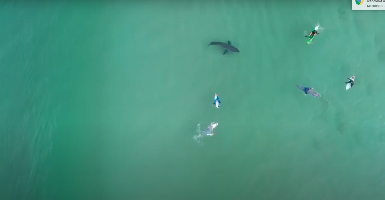 Un tiburón blanco asecha a surfistas en Sudáfrica; autoridades piden tomar precauciones 