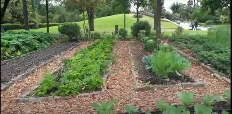  El Jardín botánico de Bogotá ofrece asesorías virtuales para crear  cultivos urbanos