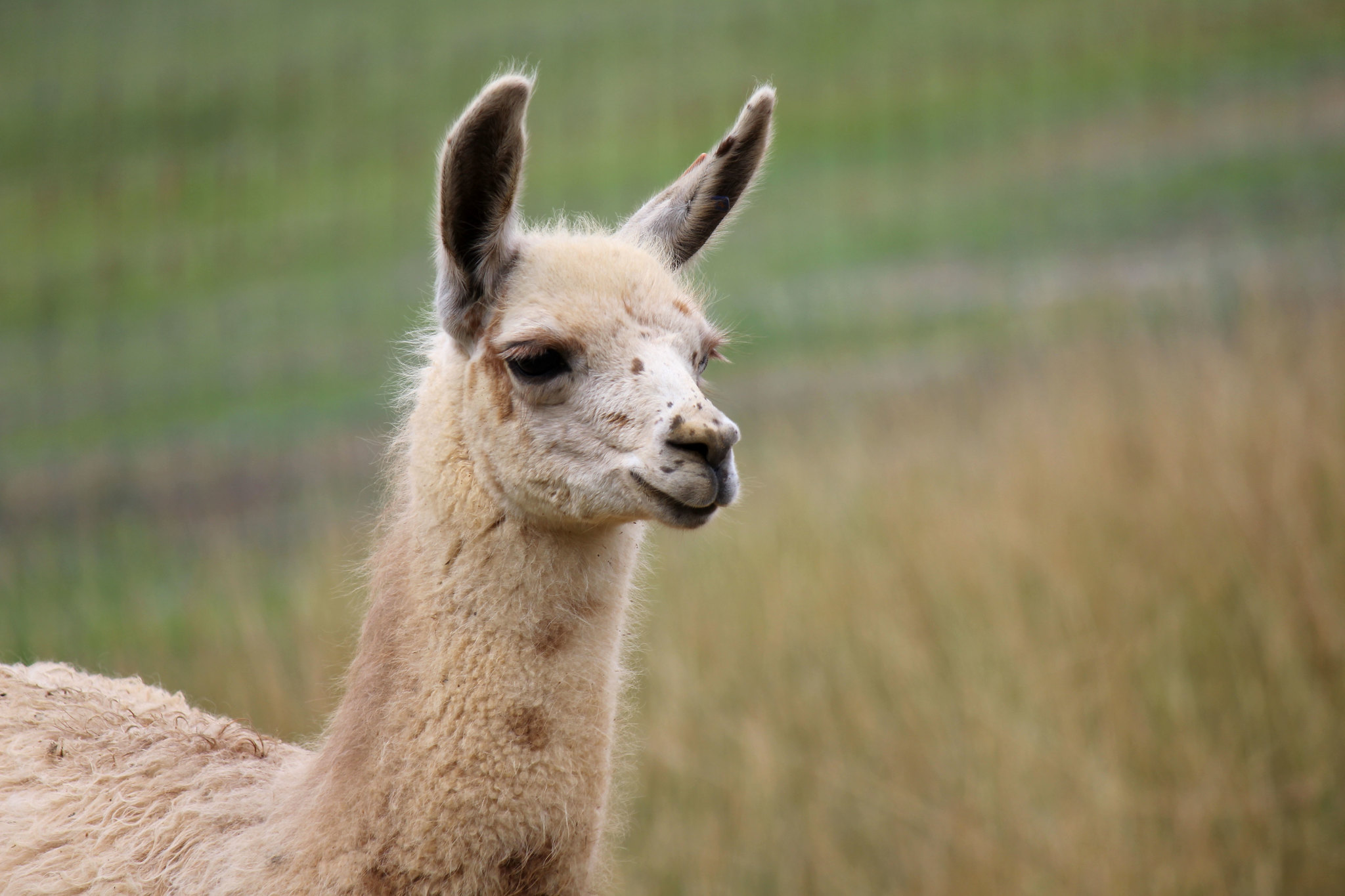  Las llamas podrían ayudar en la lucha contra el coronavirus