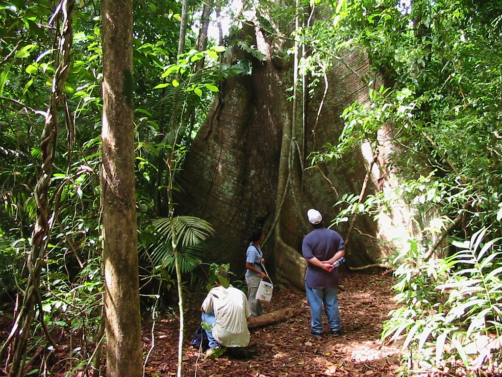 Estudio revela cómo millones de rayos afectan los bosques tropicales