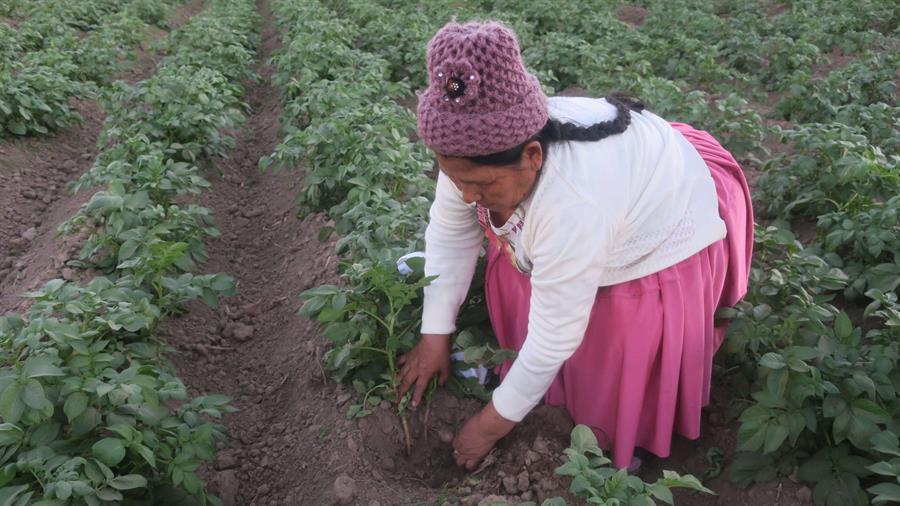 Tecnología y agricultura se unen en un concurso en Bolivia ante la COVID-19