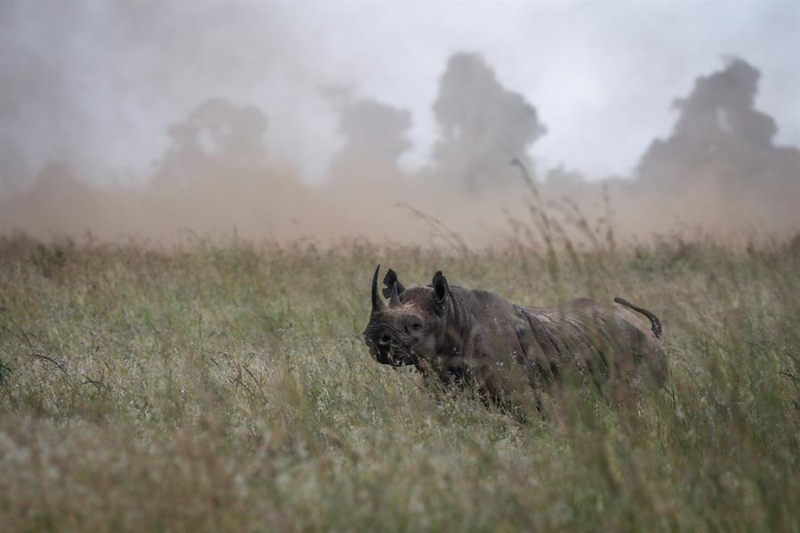 La caza de rinocerontes cae un 53 por ciento en Sudáfrica por COVID-19