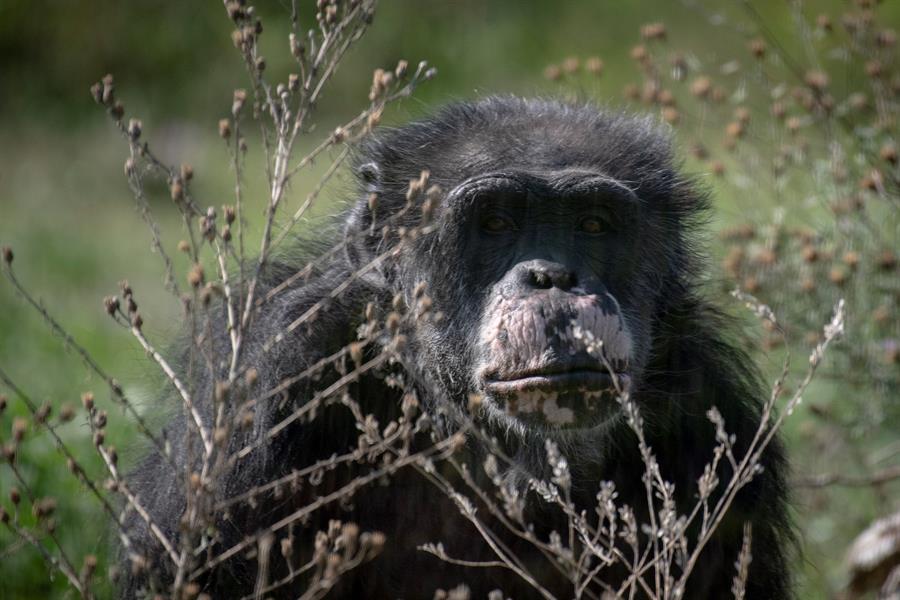 Los chimpancés, peor hoy que hace 60 años, cuando Jane Goodall llegó a África