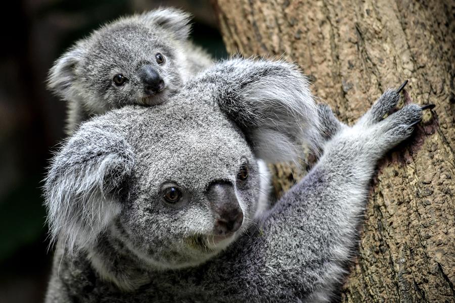 La clamidia de los koalas, clave para tratar esta enfermedad en humanos