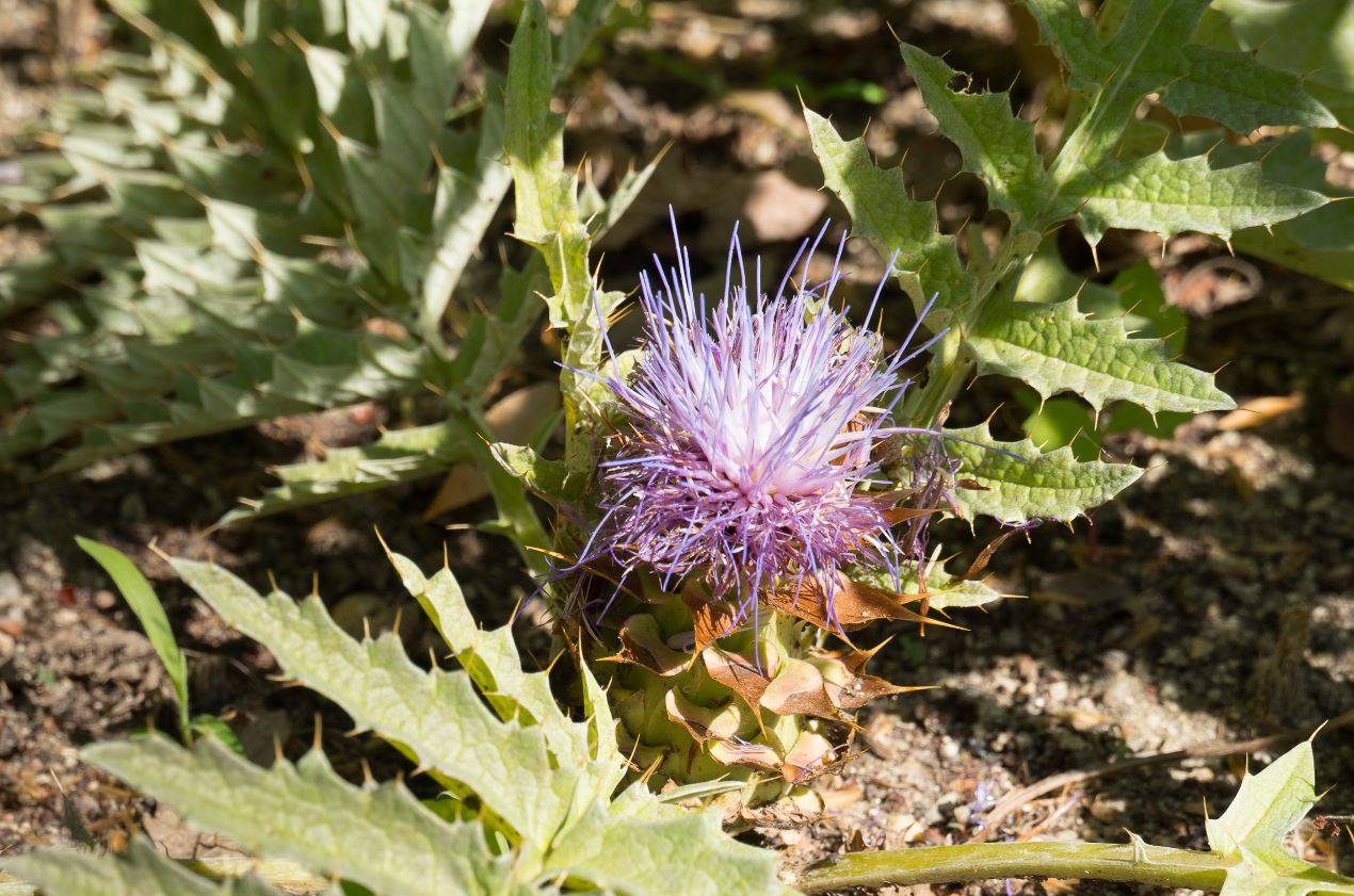 Florece una planta en peligro de extinción nueve años después de su plantación