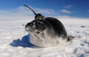 Las-focas-ayudan-a-descubrir-desconocidas-corrientes-del-oceano-Antartico