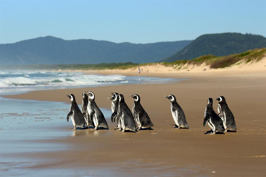 Un récord de 2.567 pingüinos fueron rescatados en playas de Brasil