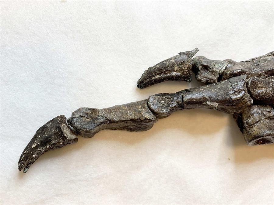 Descubren en Brasil un fósil de una especie de dinosaurio desconocida