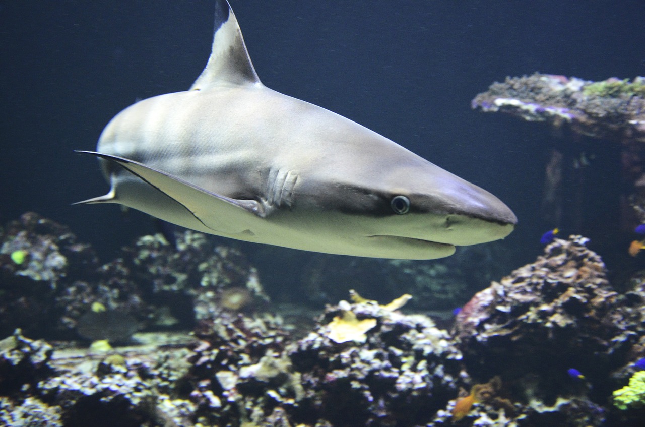 Registran dos especies nuevas de tiburones en las islas Galápagos