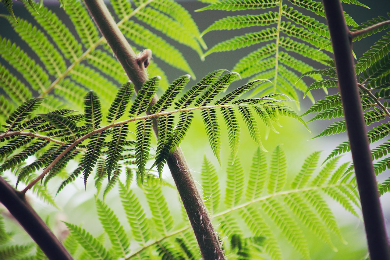 Científicos estudiarán la evolución genética de las plantas a través del arte