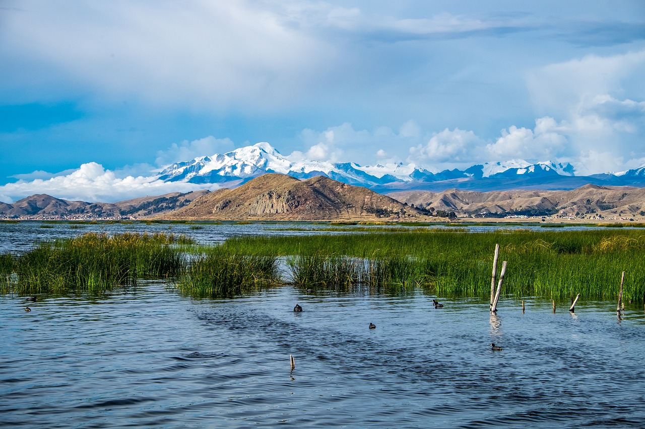 Científicos preservarán a la rana gigante del lago Titicaca en Bolivia