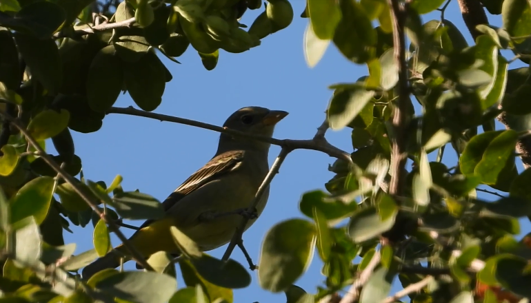 Las aves urbanas, como indicador de salud medioambiental, son estudiadas en México 