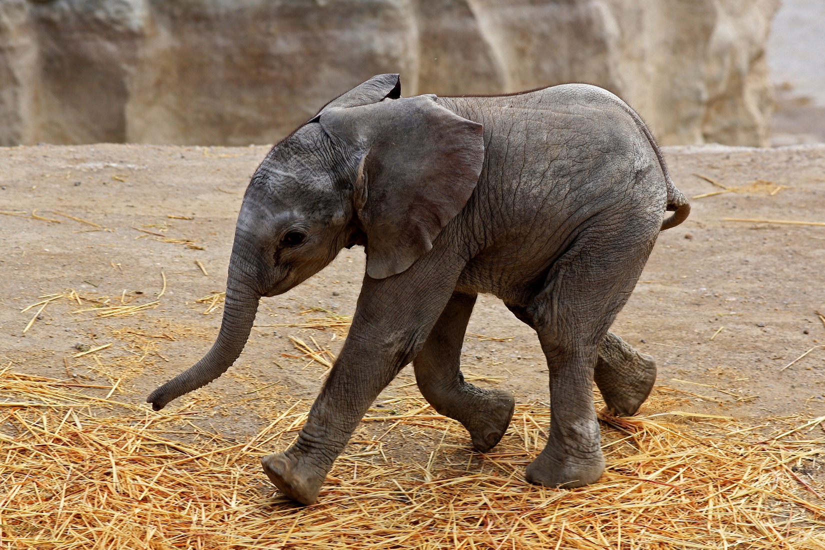 Transmiten nacimiento de elefante africano y lo llaman Zoom