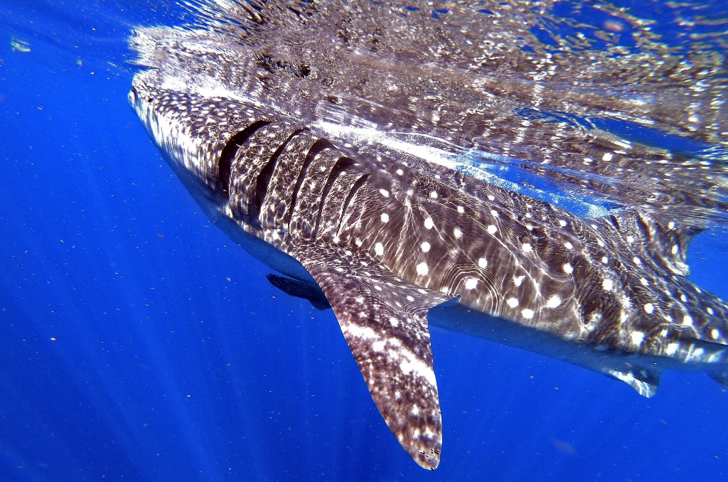 Tiburón ballena, esperanza de idílica isla mexicana golpeada por covid-19