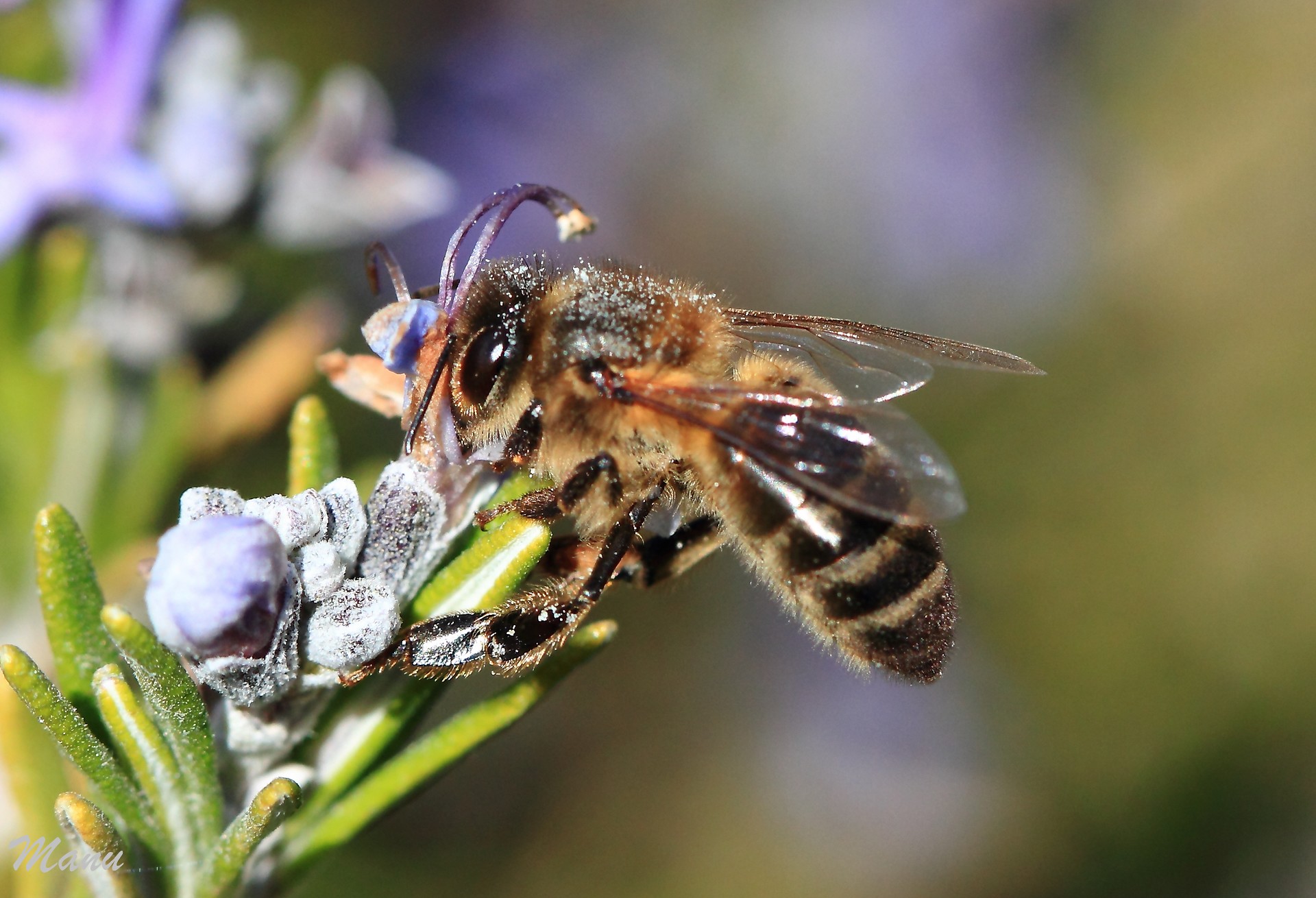 ¿Cómo afecta el uso de plaguicidas a las abejas y a sus colmenas?