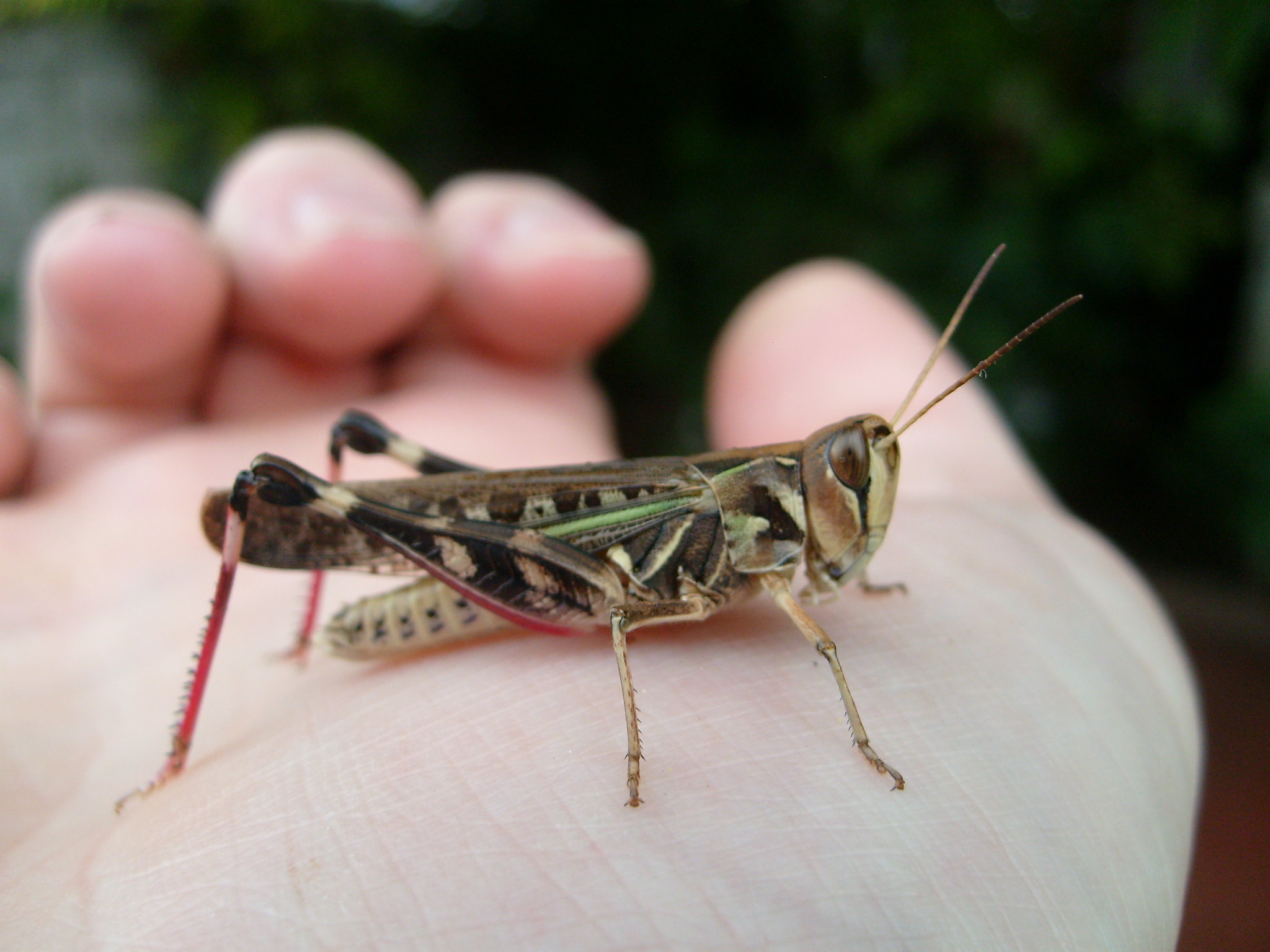 Plaga de langostas avanza por Argentina y mantiene en alerta a Brasil