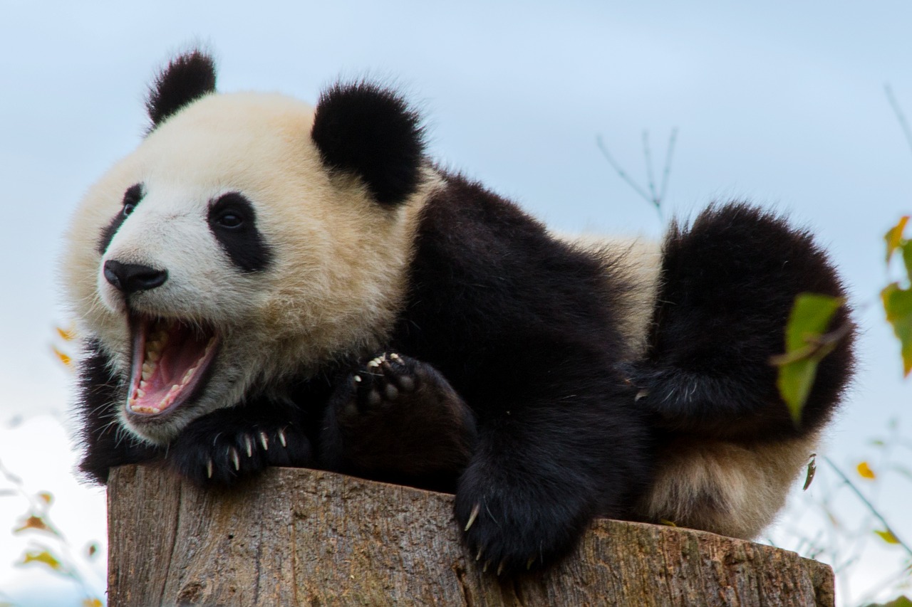 Panda de peluche para ayudar en la crianza