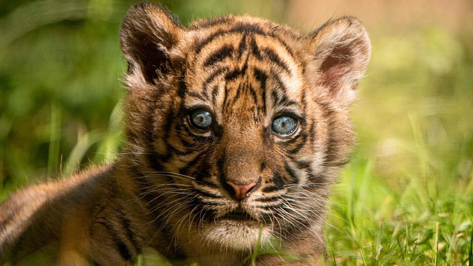 Nace un raro ejemplar de tigre de Sumatra en un zoo de Polonia