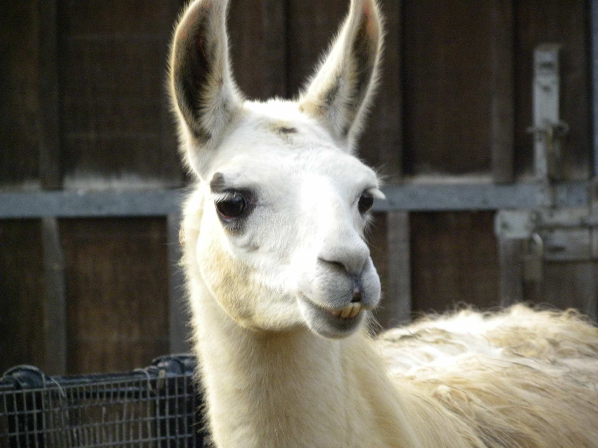 “Llama a una llama”, una singular oferta de turismo virtual en Bolivia