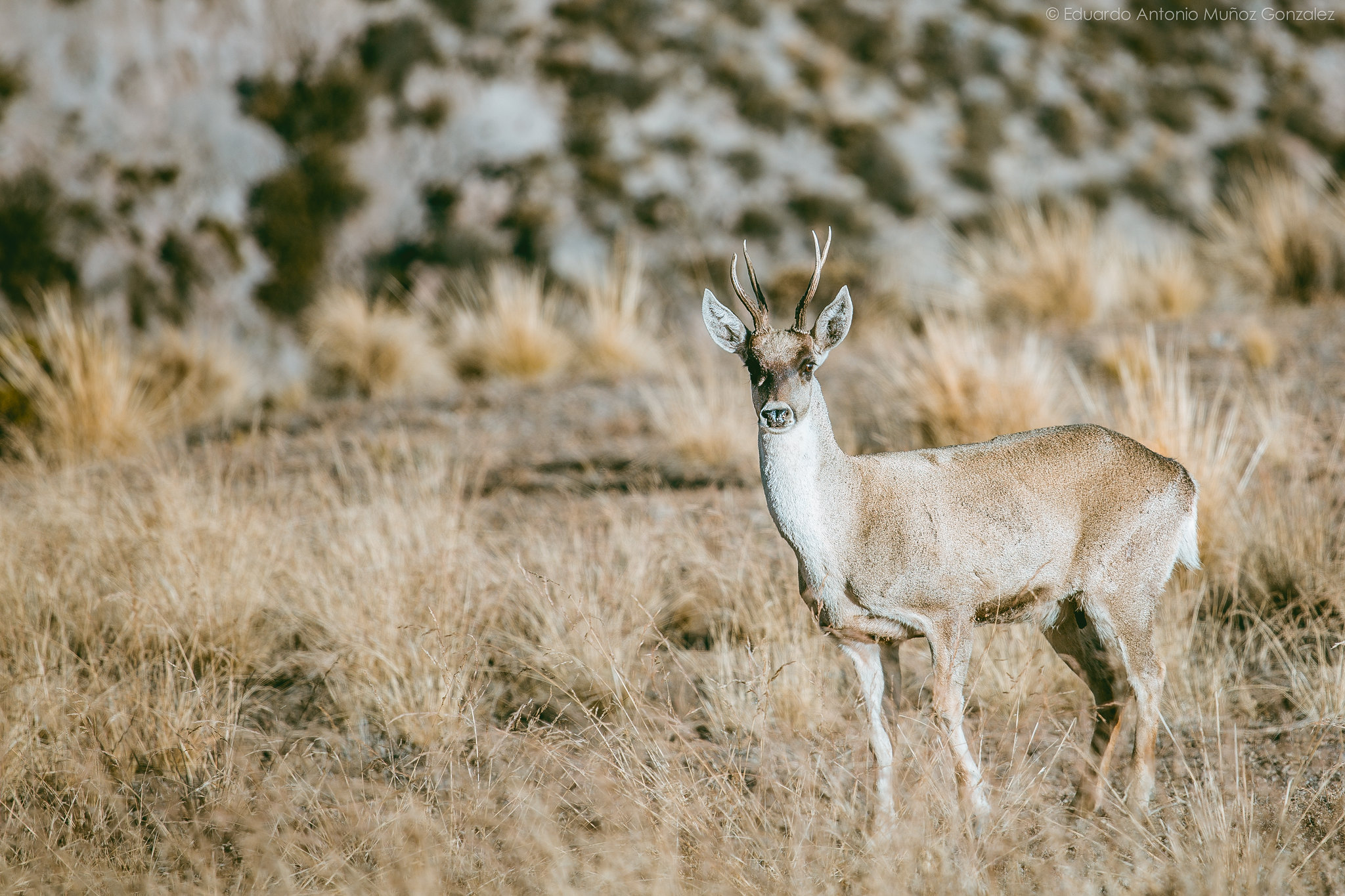 Captan nuevos registros de ciervo andino en extinción al norte de la Patagonia