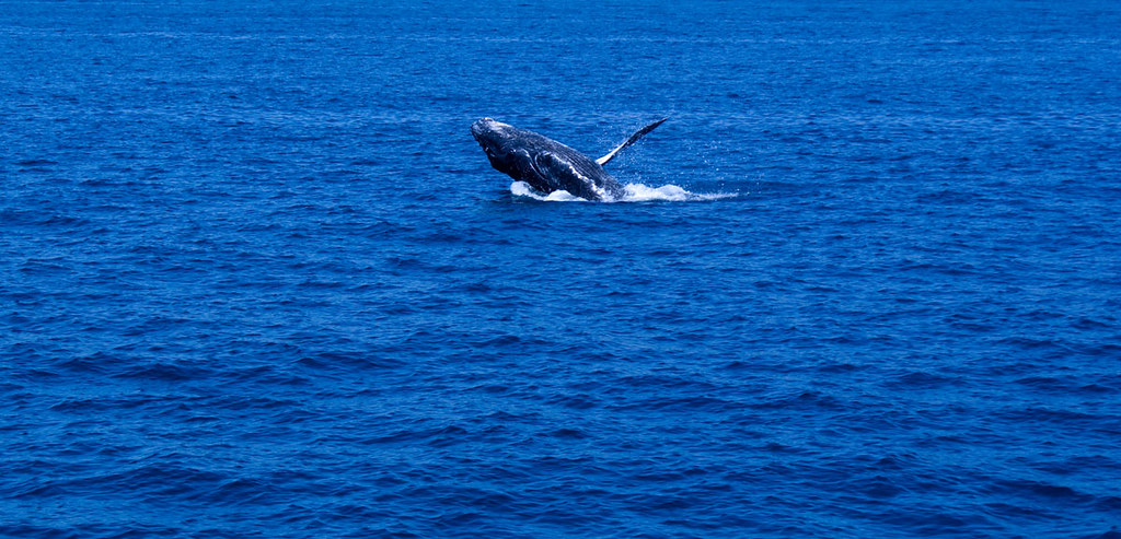 El silencio de la pandemia atrae a las ballenas hacia el litoral brasileño