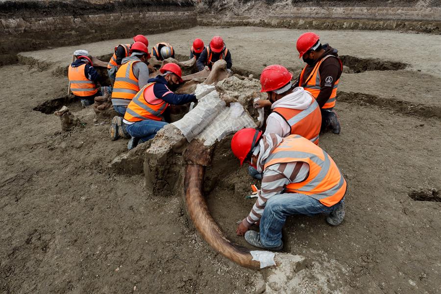 La importancia del hallazgo de mamuts en las obras del aeropuerto mexicano