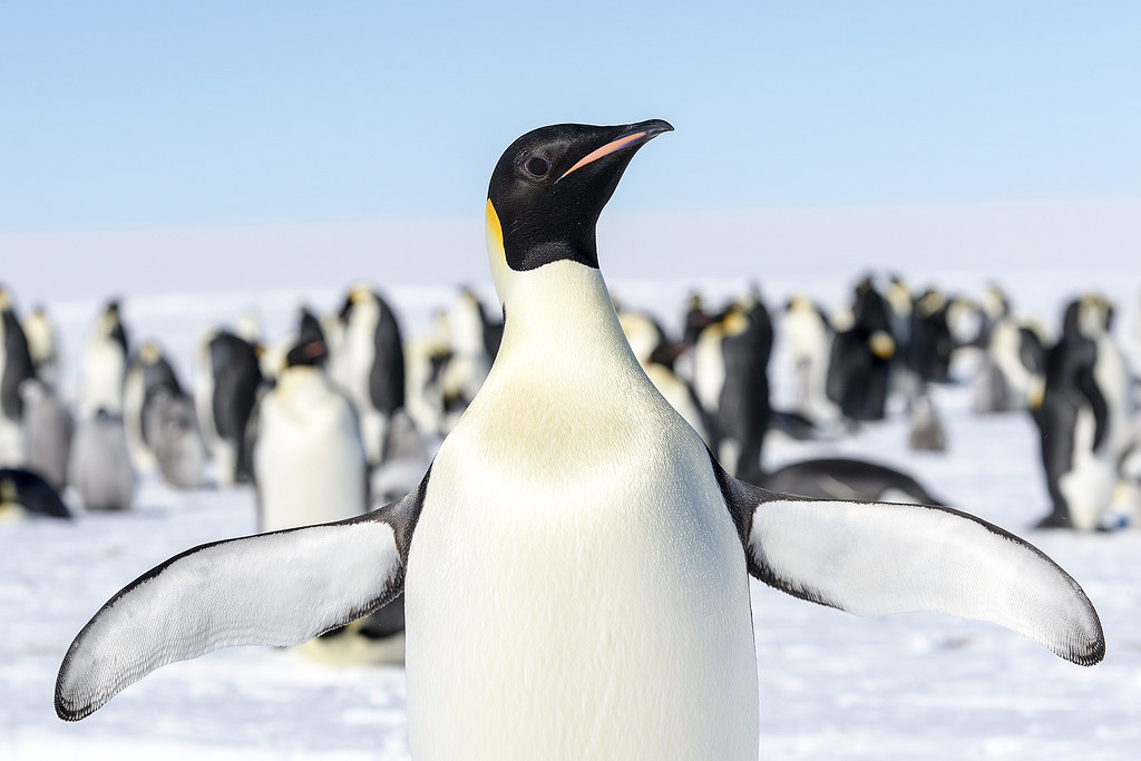 Descubren nuevas colonias de pingüino emperador en la Antártida