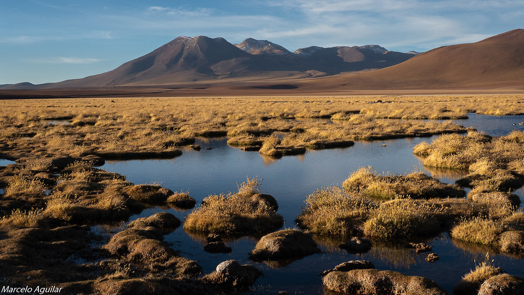 Descubren restos de reptiles marinos jurásicos en el desierto de Atacama