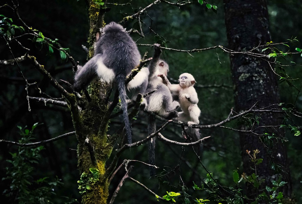 Desarrollan inteligencia artificial para identificación individual de primates