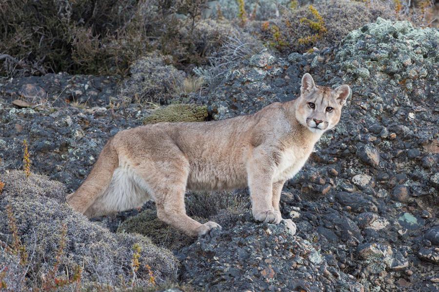 El puma, un felino «clave» pero incomprendido de la Patagonia argentina