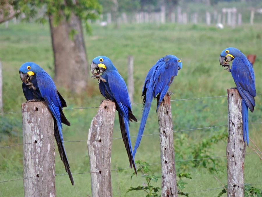 Los incendios amenazan al santuario de guacamayos azules en Brasil