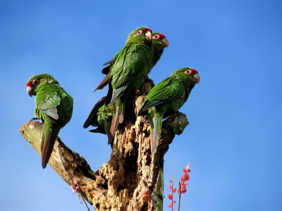 Utilizan cajas nido en Ecuador para salvar a perico en peligro de extinción