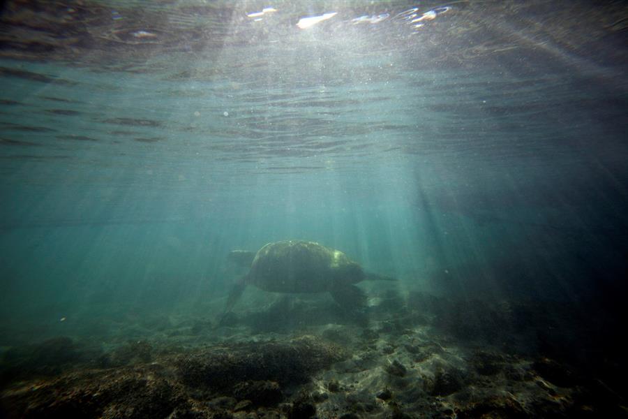 Más de la mitad de los océanos afectados por el cambio climático