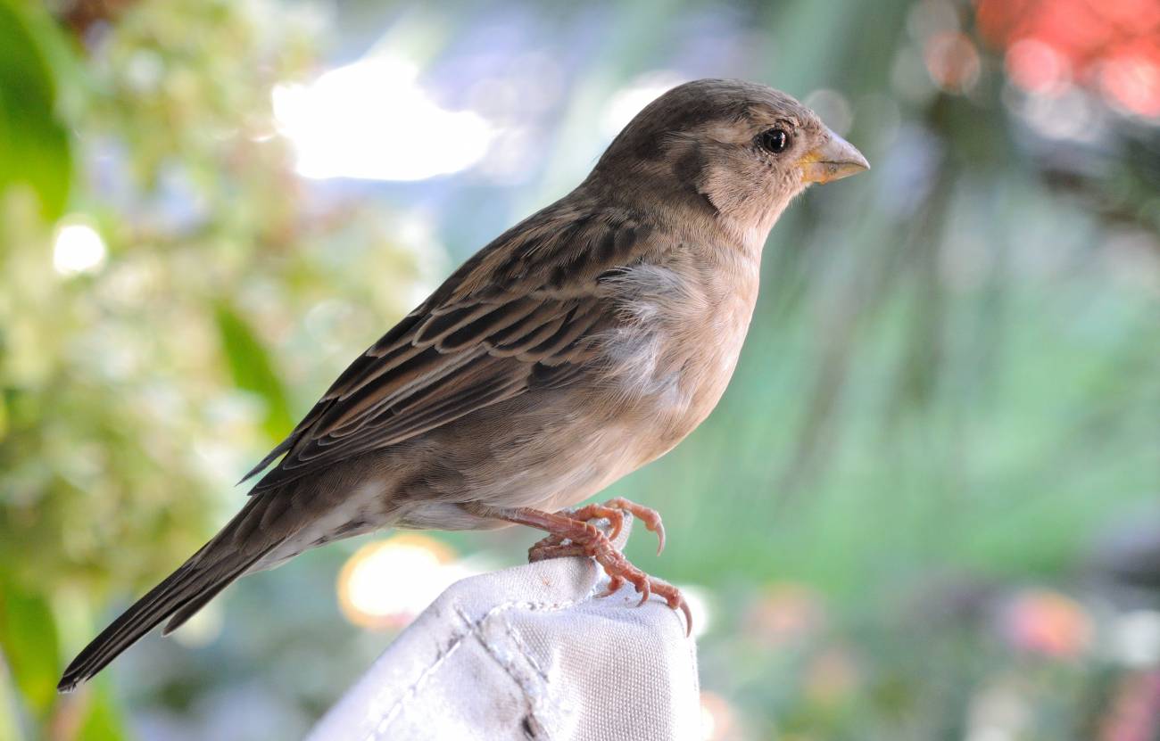 El olor de las aves infectadas por malaria atrae más a los mosquitos