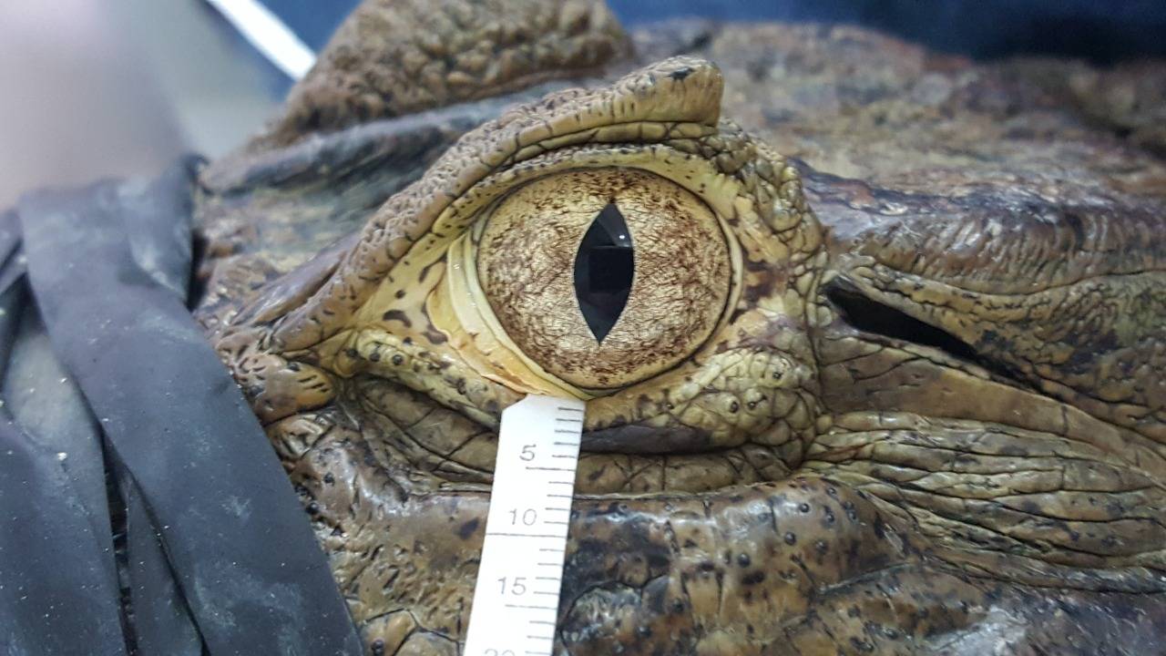 Lágrimas de reptiles y aves se parecen a las humanas más de lo esperado