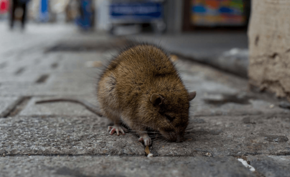 Cambiar el uso de la tierra aumenta el riesgo de enfermedades zoonóticas