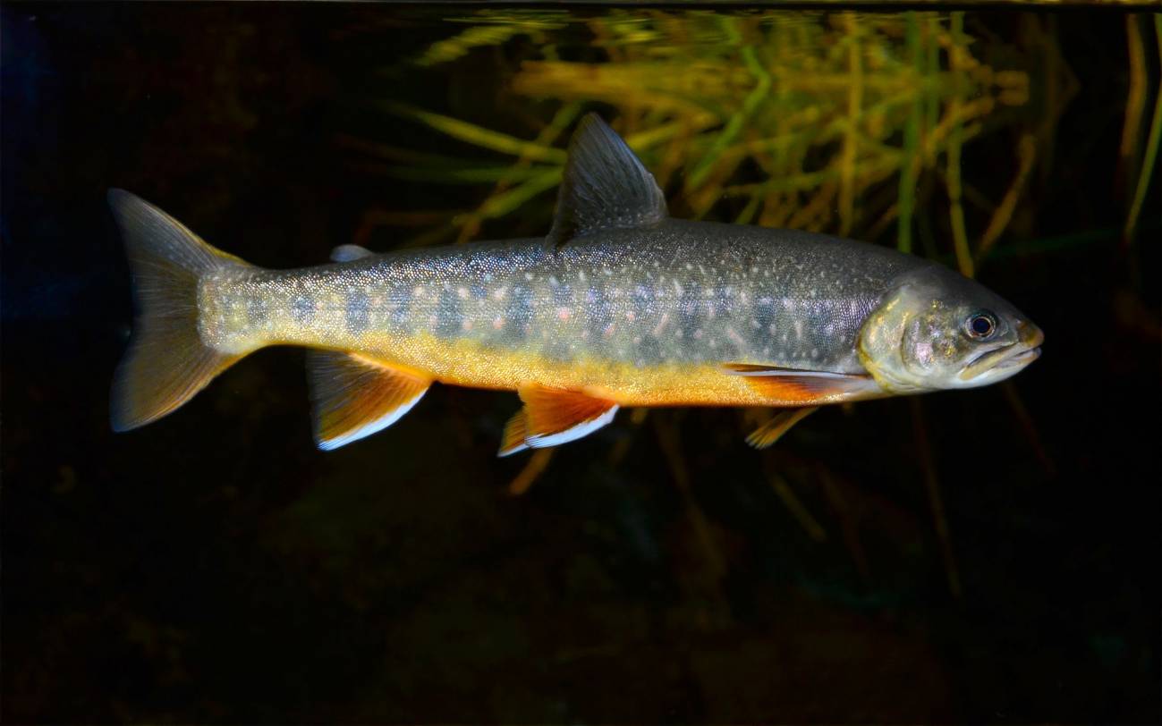 Un tercio de los parásitos del mundo corre peligro de extinción