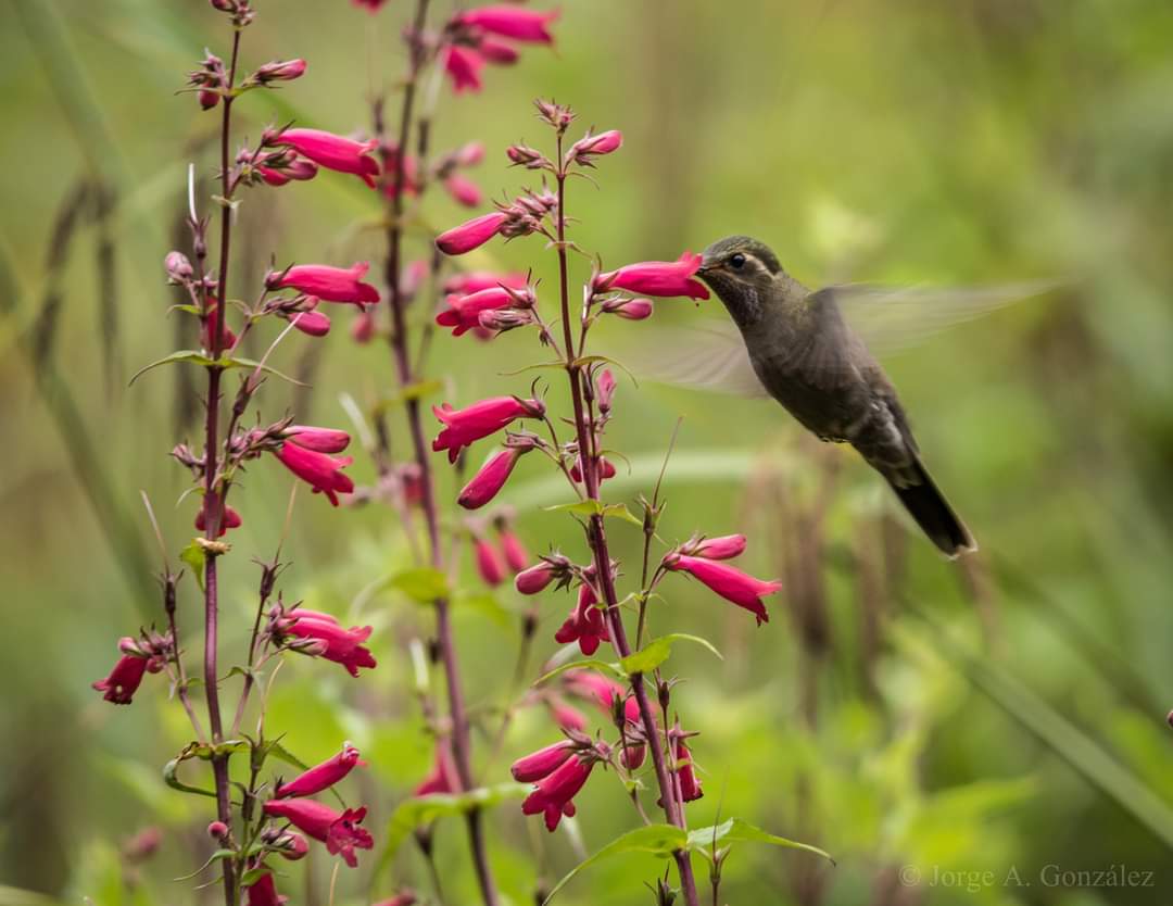 Reserva de Manantlán; paraíso de conservación para los colibríes migratorios